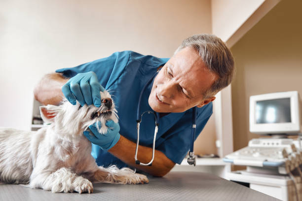 Best Mobile Emergency Dentist in Shepherd, MI